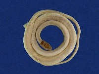 藏品(黑頭蛇)的圖片